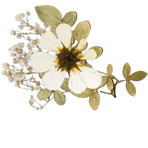 flor (3)