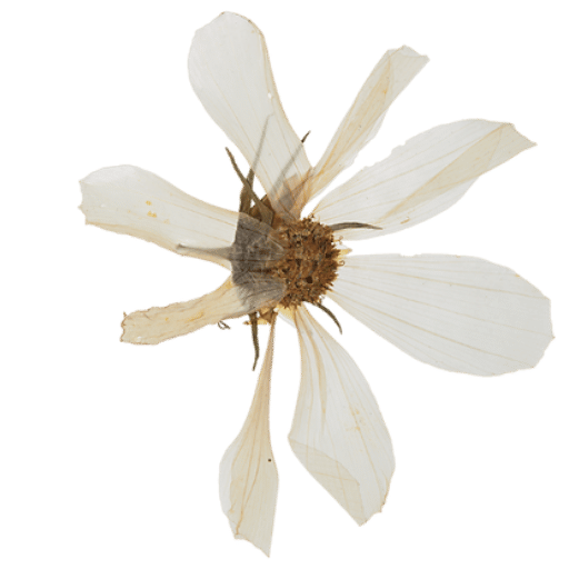 flor blanca